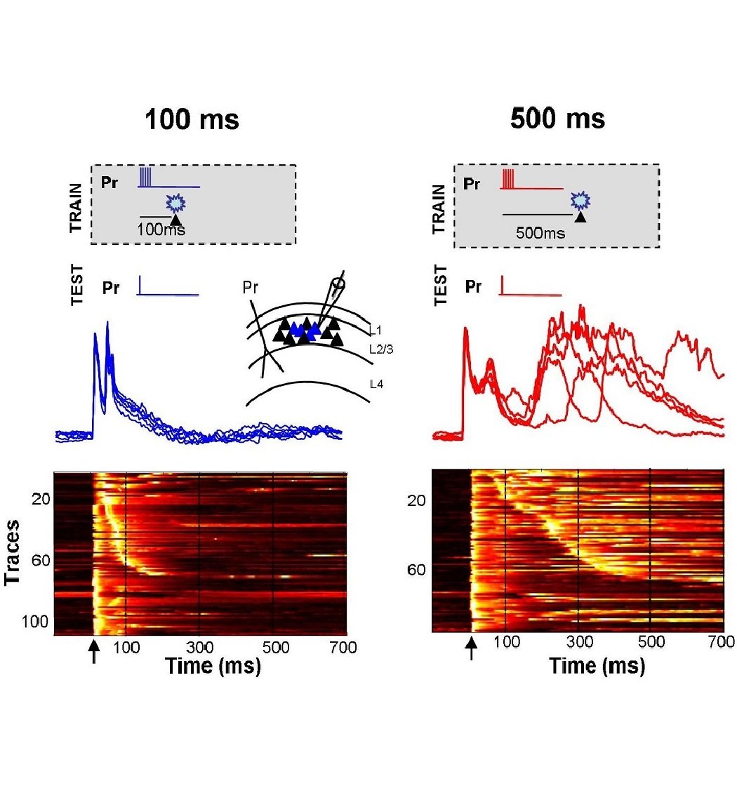 Neurophysiology